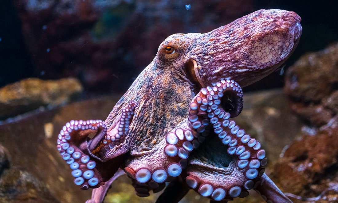 An octopus shown from the side; it is an orange-purple colour with bright suckers showing onthe underside of its tentacles