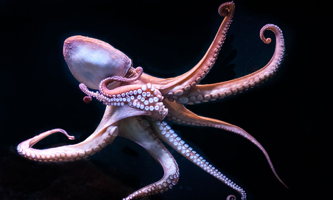 But what would we do without the occasional octopus?