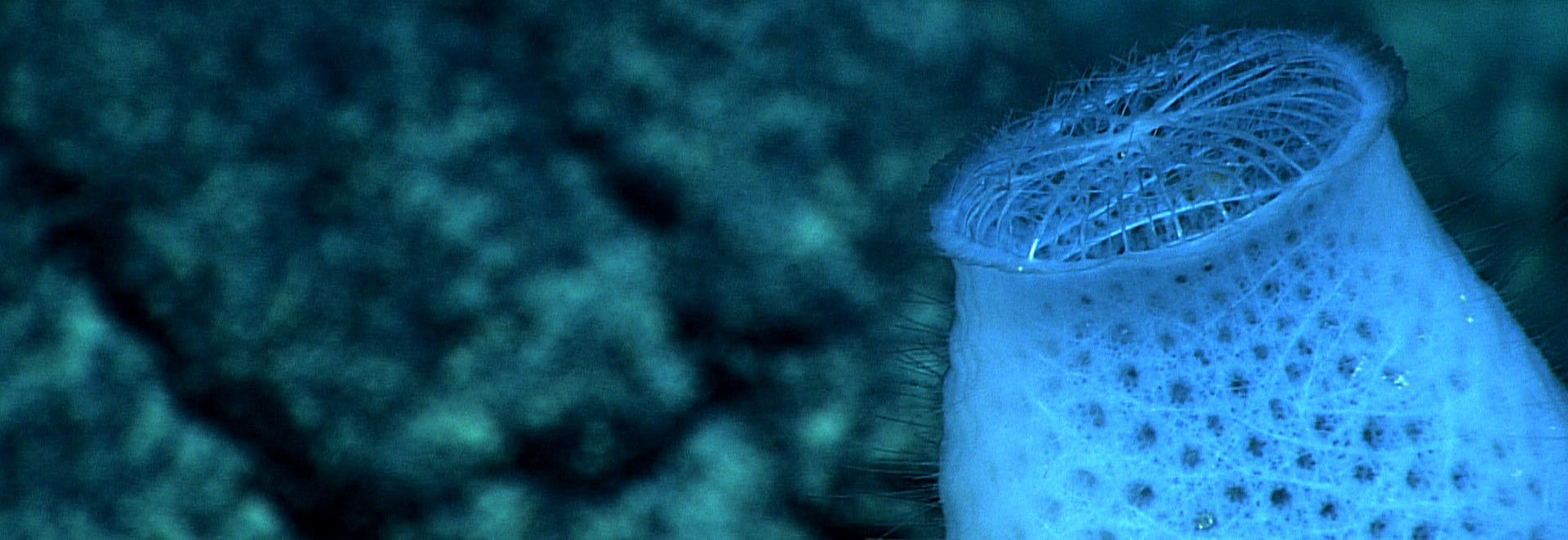 The top of a A Venus flower basket sponge , shown underwater. It has a fine, detailed, criss-cross structure.