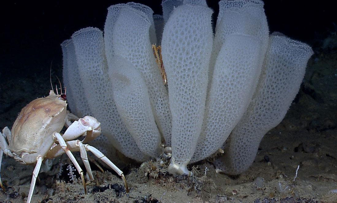 Deep-sea sponge a mechanical marvel of nature
