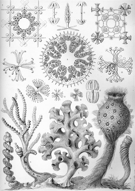 Sketches of the beautiful skeletal structure of E. aspergillum