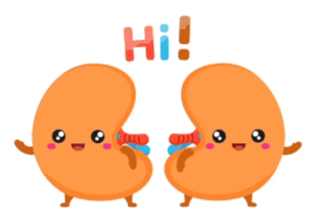Animated gif showing two cartoon, bean-shaped kidneys saying 'Hi!'