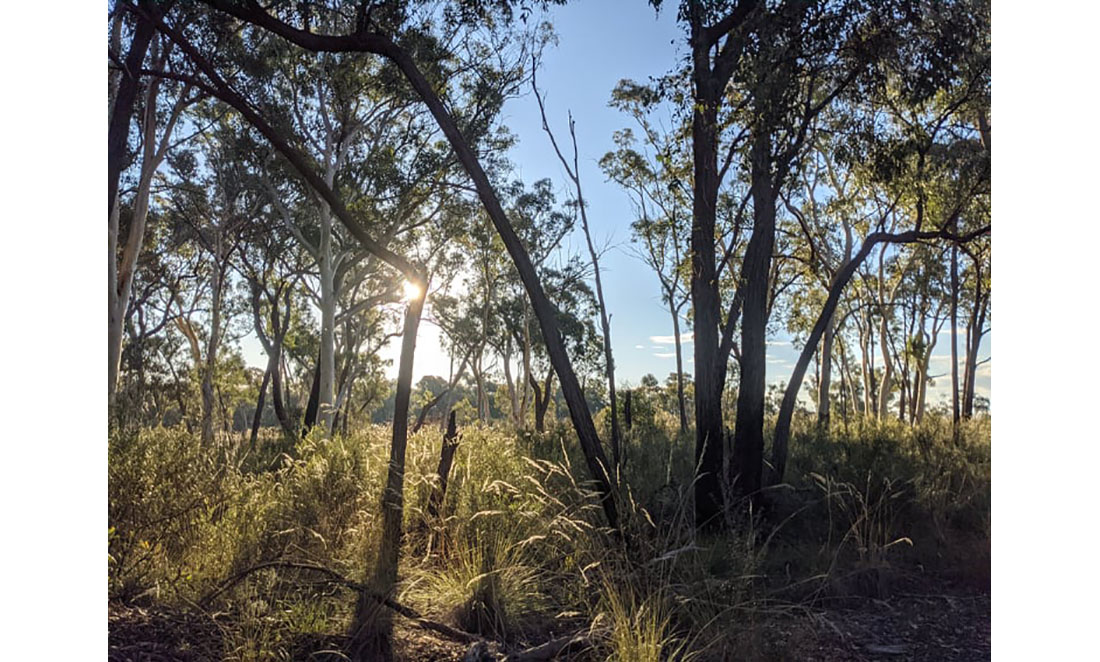 Native Trees and Invasive Grasses in flower