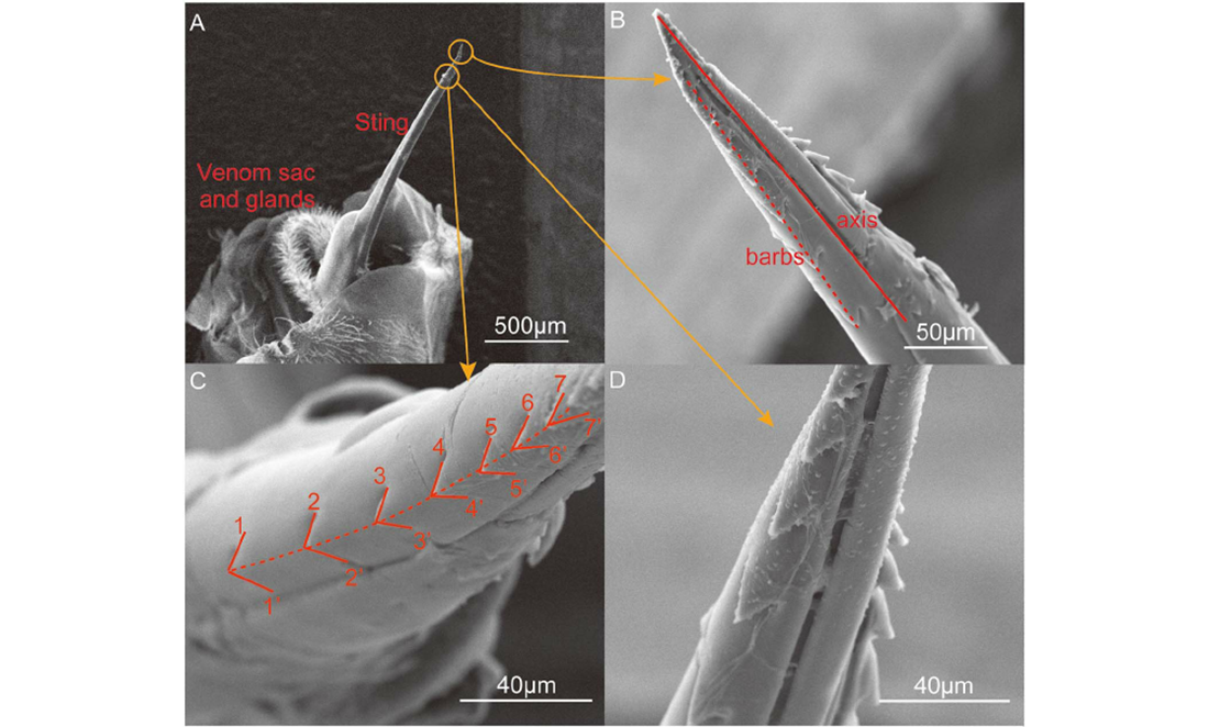 An electron microscope looks at the saw-like structure of a bee stinger; it outlines the venom sac and glands; sting; barbs and axis