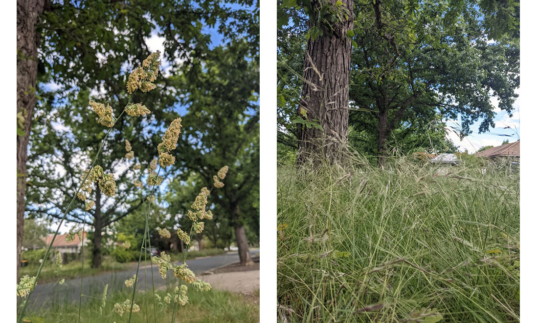 Flowering front yard grasses