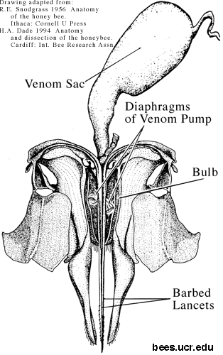 Anatomical drawing of a bees abdomen, with the stinger attached