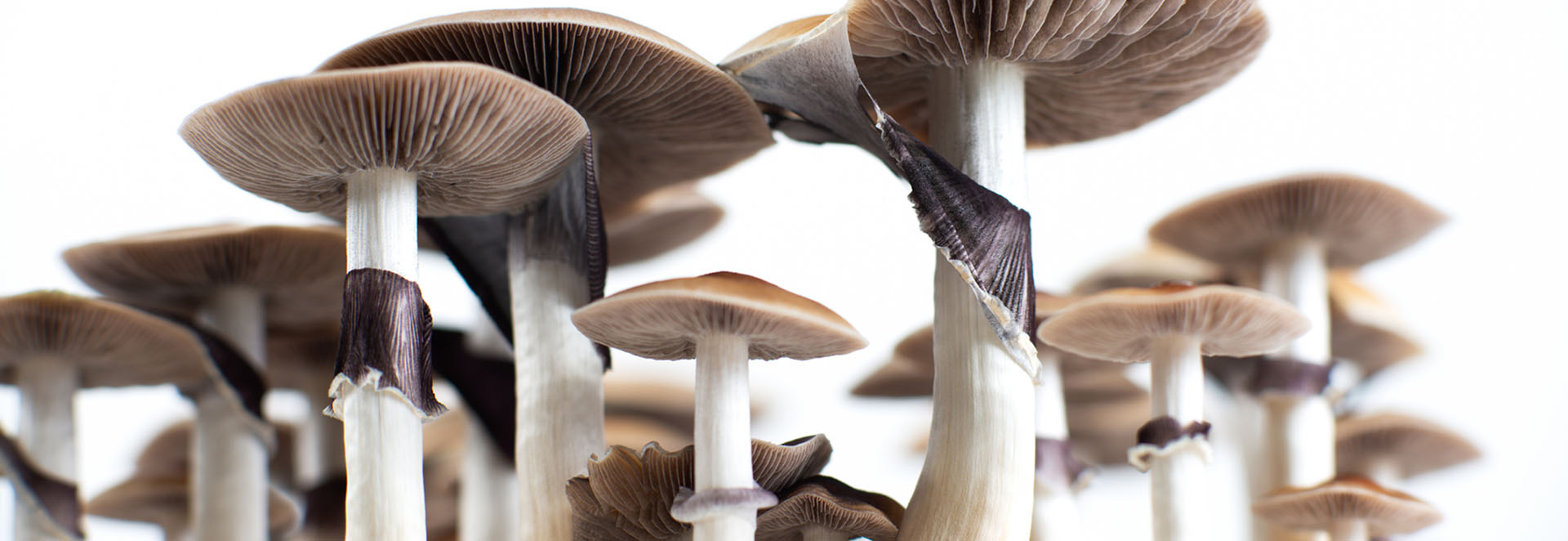 Close up of mushrooms