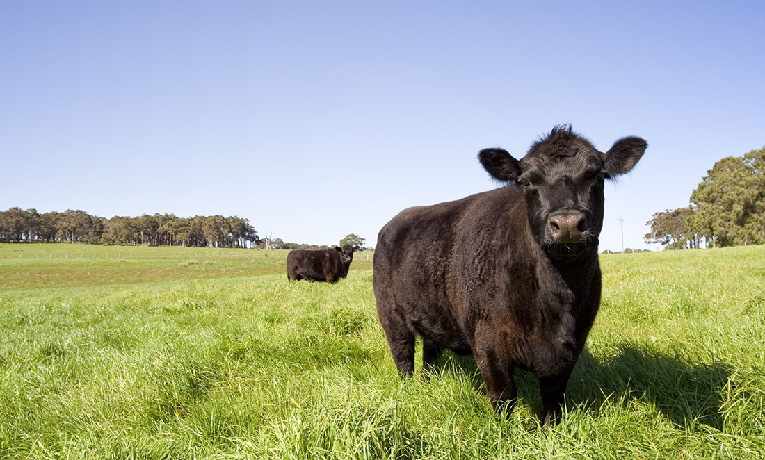 Two dark brown cows grazing on a farm.