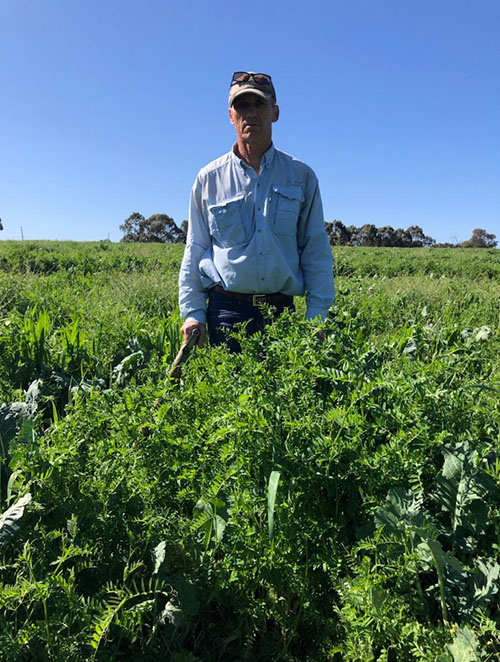 Farmer Tom Mitchell stands in amongst a green crop