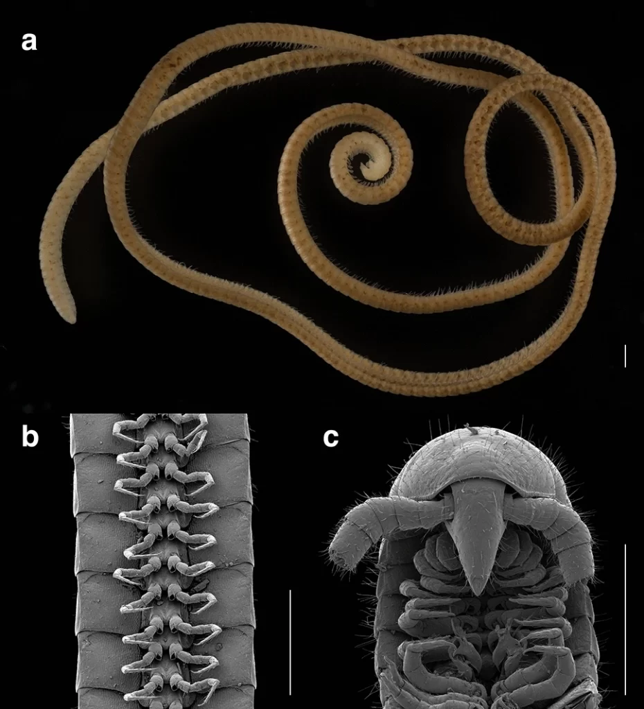 No mean feet: an evolutionary tale