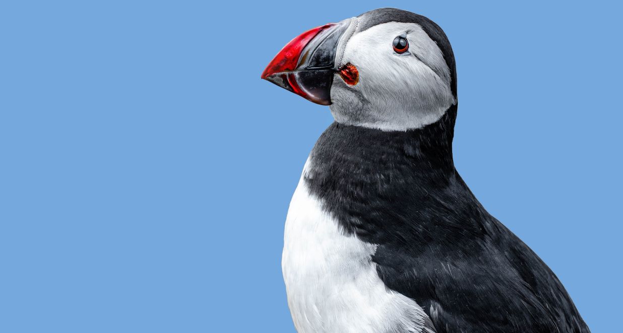 Up close profile of a puffin