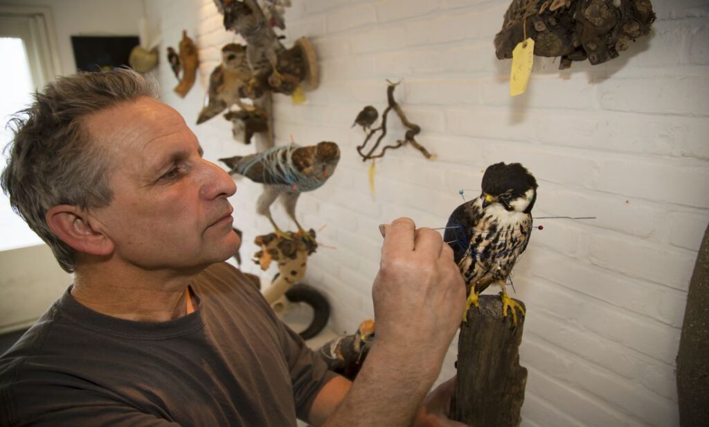 Particle 101: Taxidermy