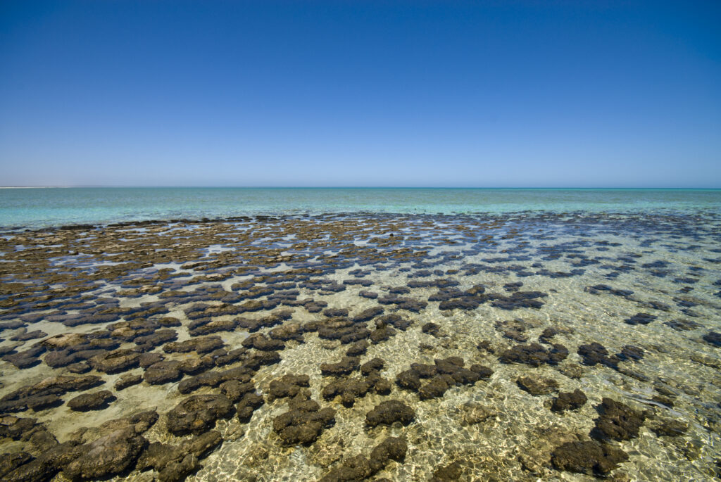 Particle 101: Stromatolites