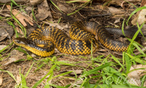 Isolated western tiger snakes resort to inbreeding