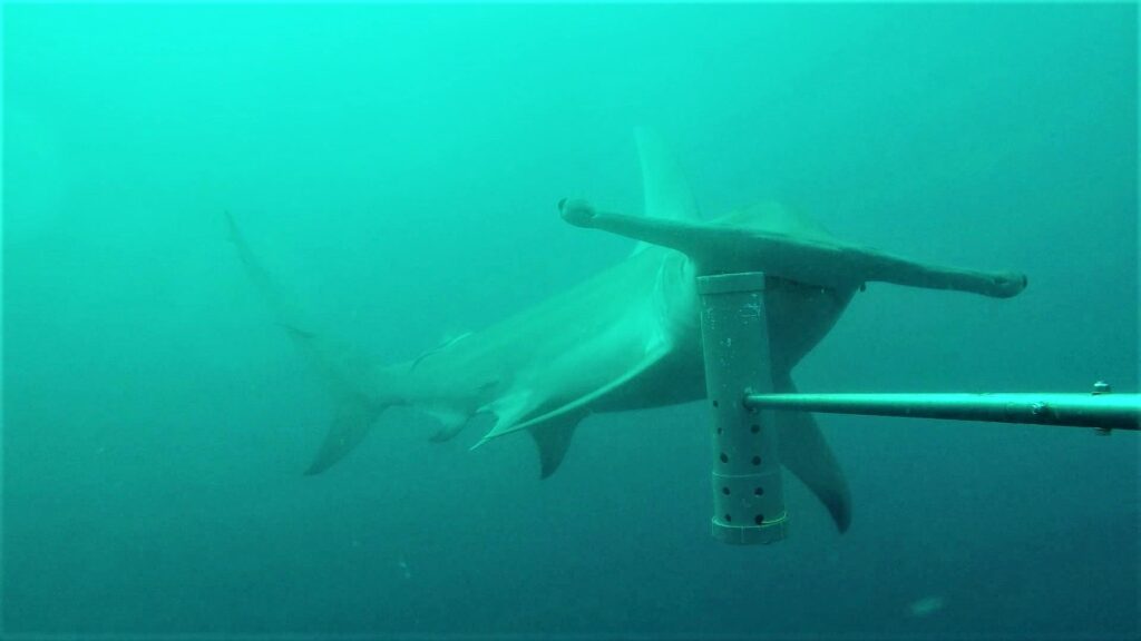 Offshore rigs and their boon for marine life