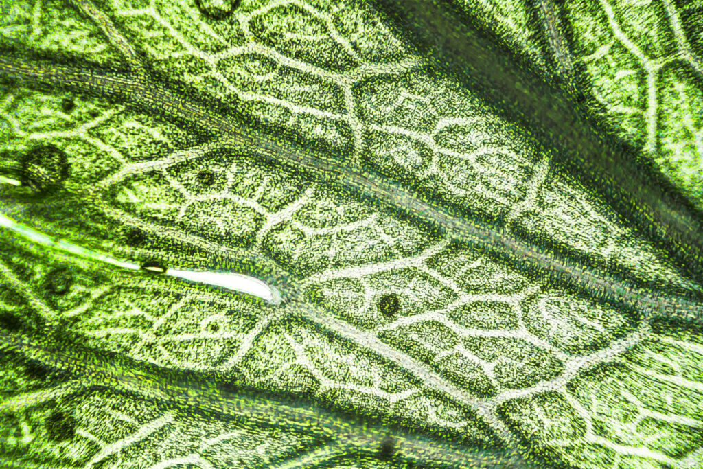 Living Botany The Shocking Truth About Skin Plants - nhrckcs