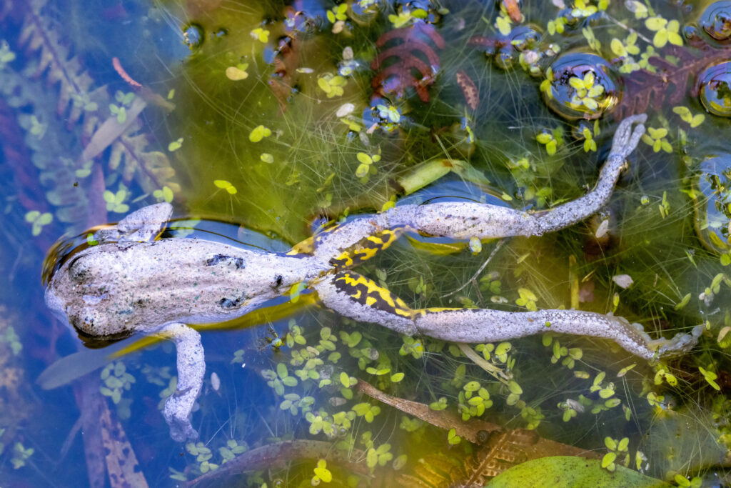 Can we cure the frog pandemic?