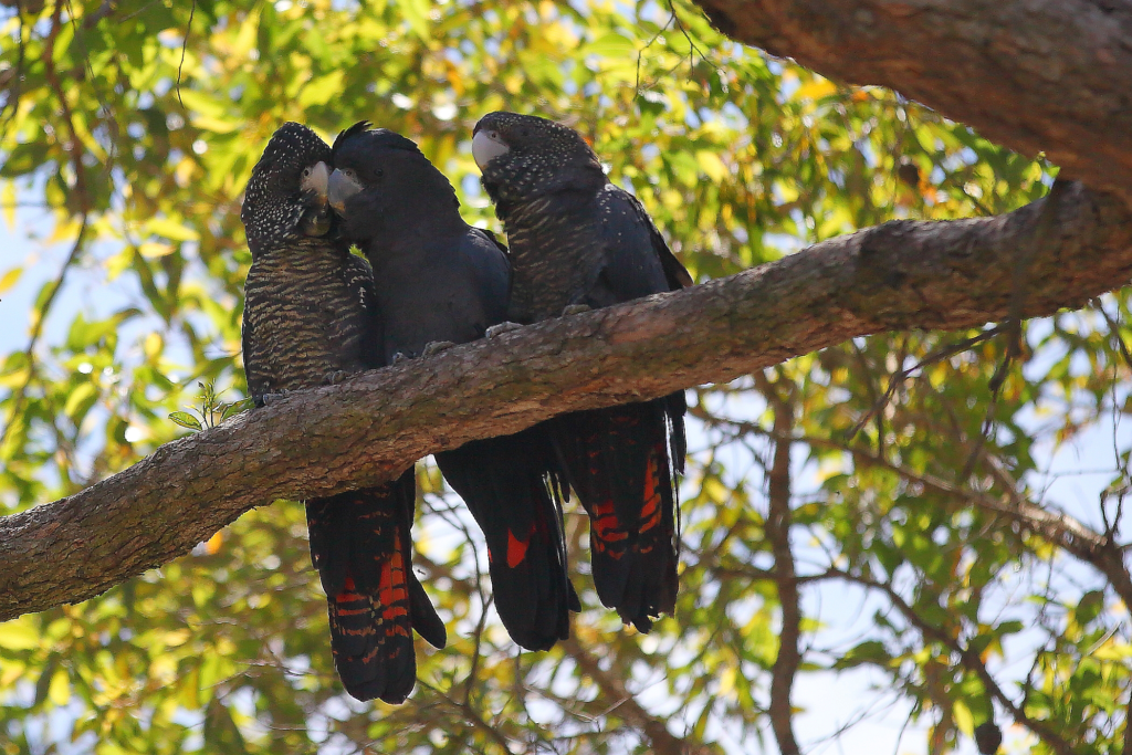 Losing our black cockatoos