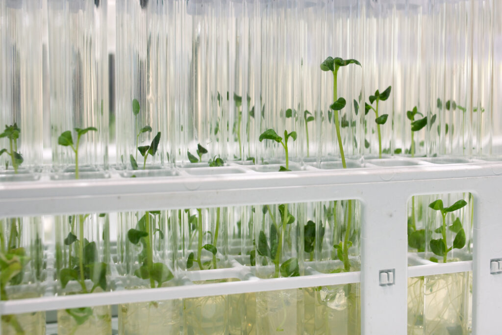Particle 101: How do plants grow?