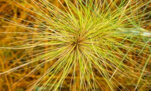 Spinifex fibres ideal new ingredient for medical gels