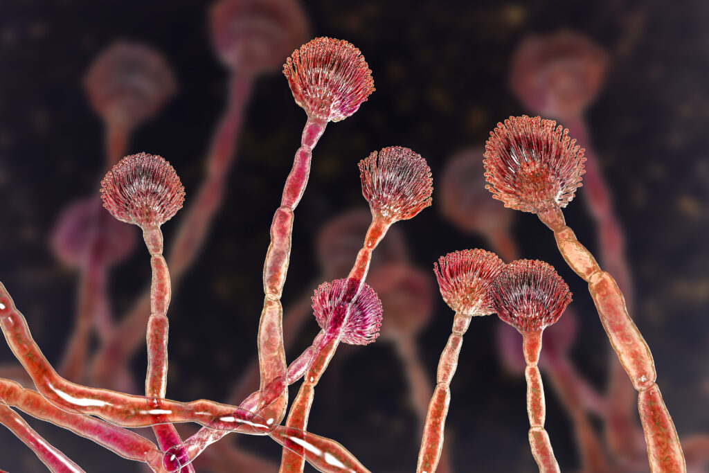 Particle 101: Fungus