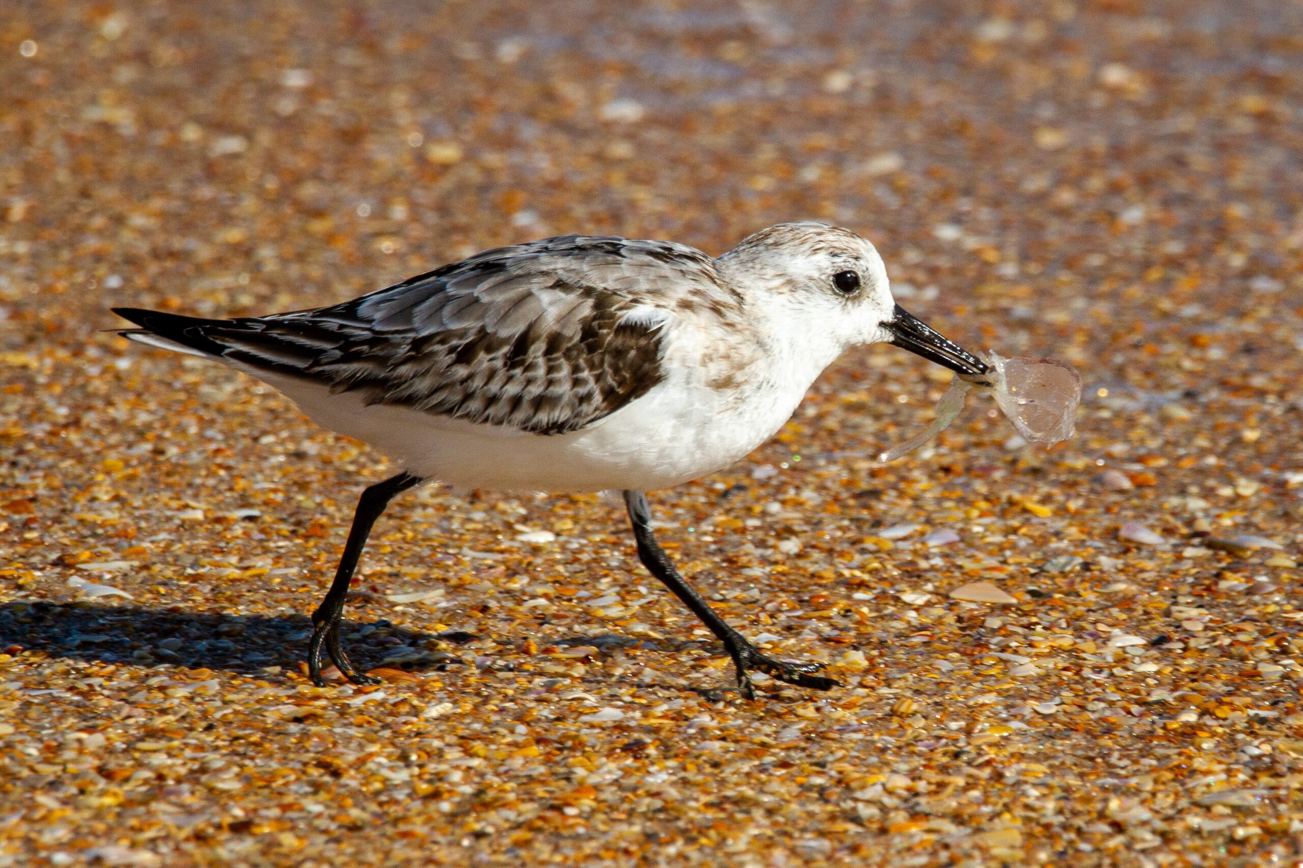 Shorebird breakfasts come with a side of plastic