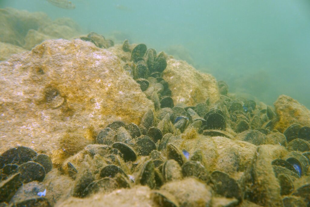 Can mussel power save the Swan River?