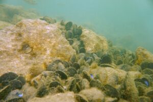 Can mussel power save the Swan River?