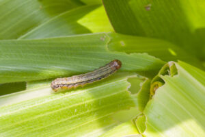 Attack of the hitchhiking armyworms