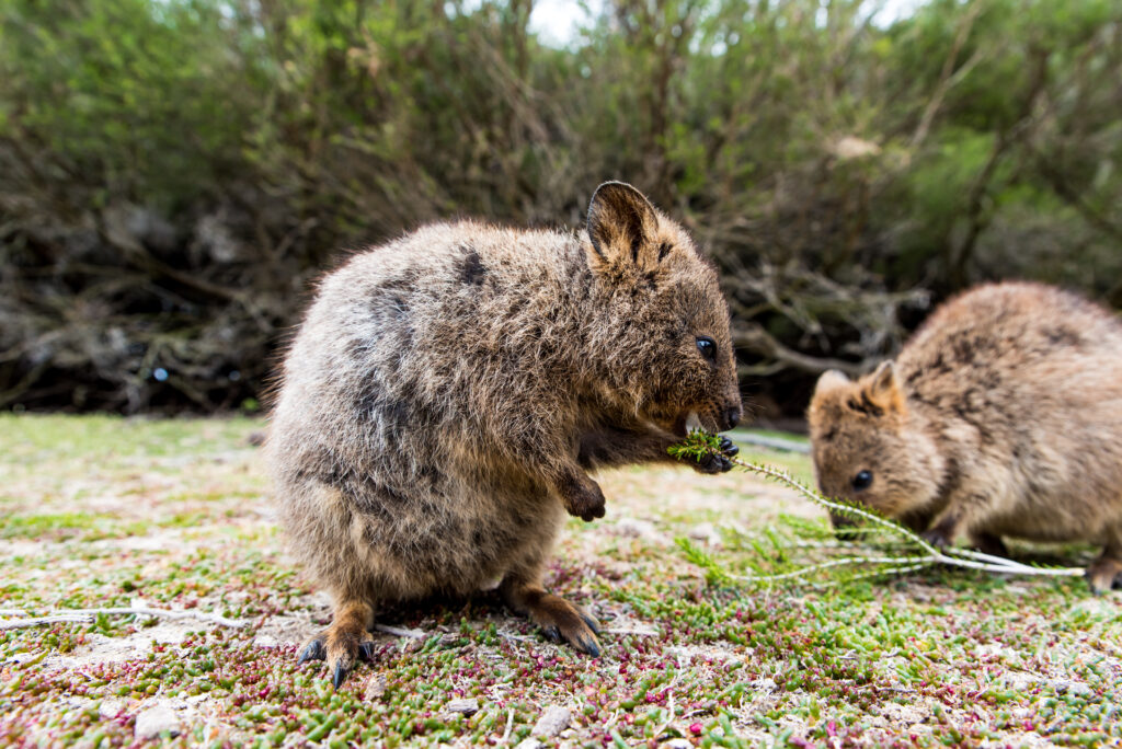 Quokkas dodging friendly fire