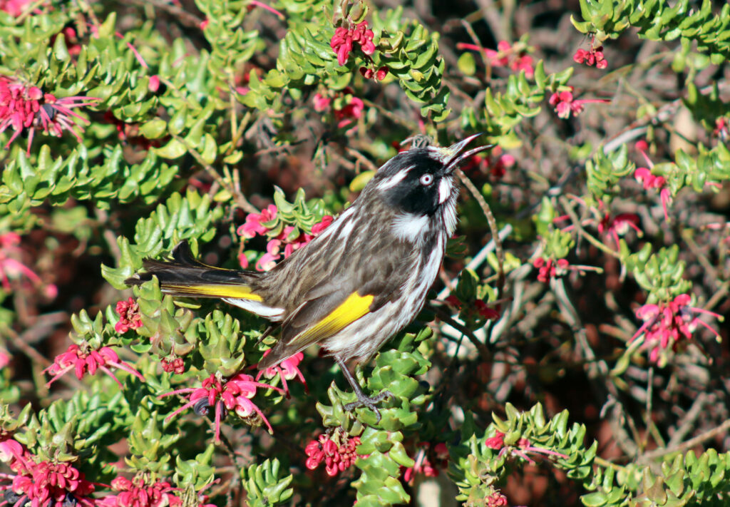 A Photo of a new holland honeyeater: A small black white and yellow stripey bird, in a bush.