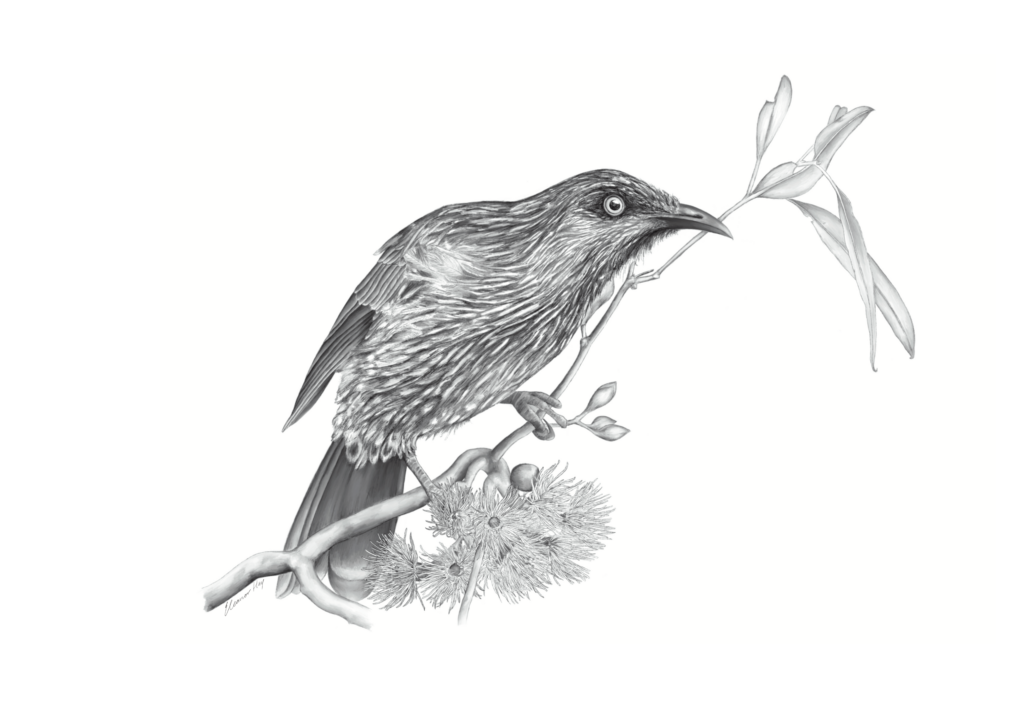 A black and white issulstration of a wattlebird - a medium sized bird, on a stick
