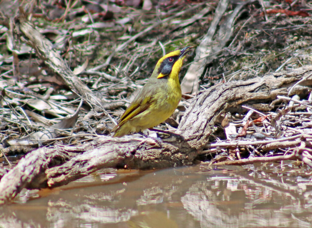 Photo of a yellow tufted honeyeater - a small green-brown bird with a yellow head, sitting on a log in a creek