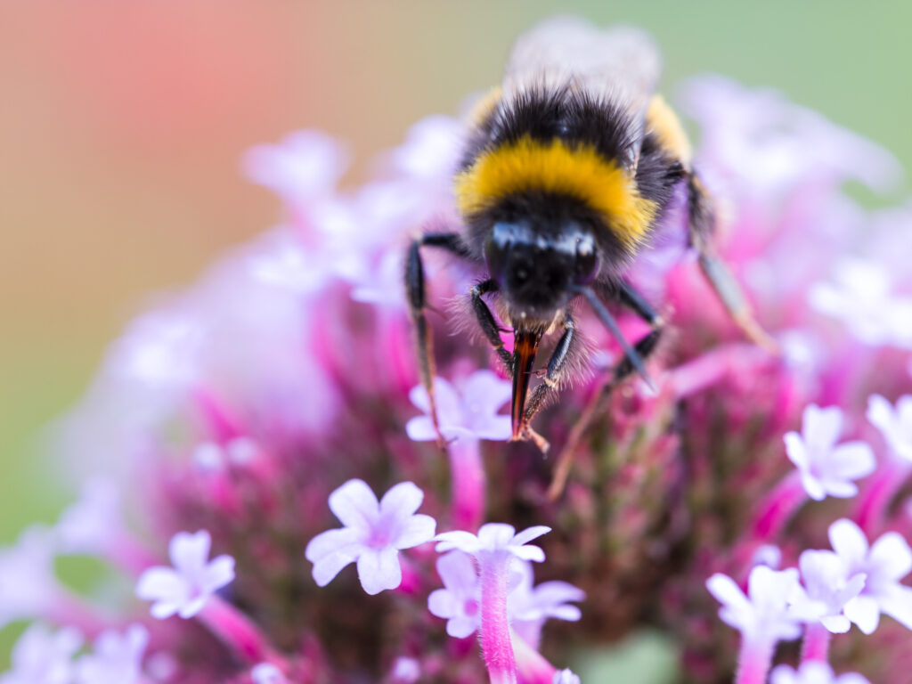 A bee is a nectarivore: eating a flower's nectar