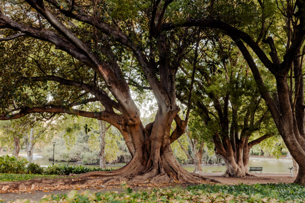 Bug off: The beetle devastating Perth’s trees