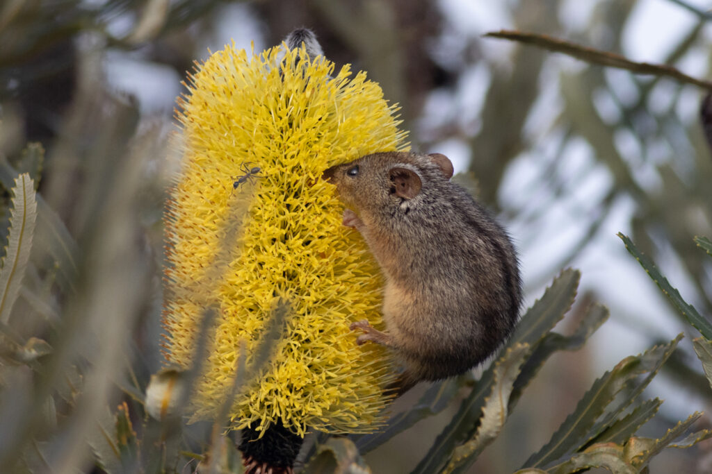 A honey possum eating nectar from a banksia