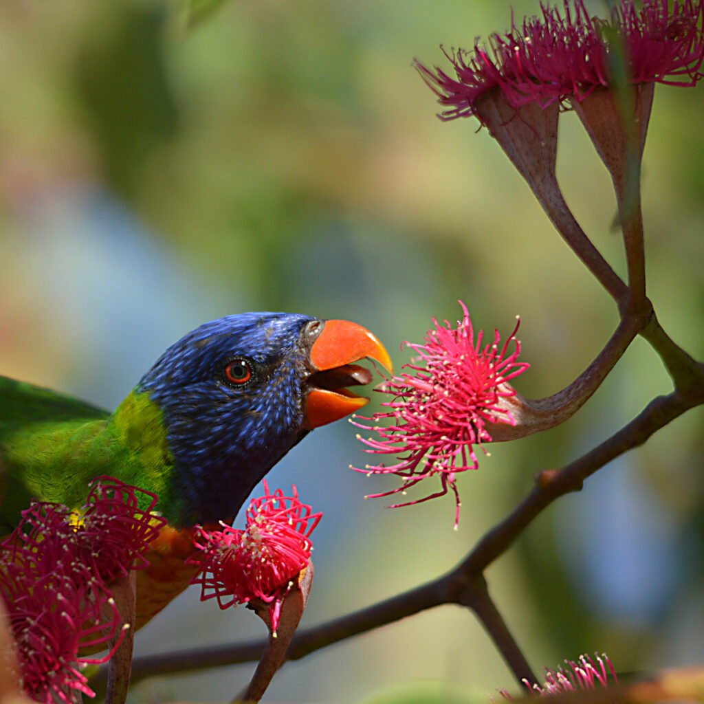 A rainbow lorikeet eating nectar