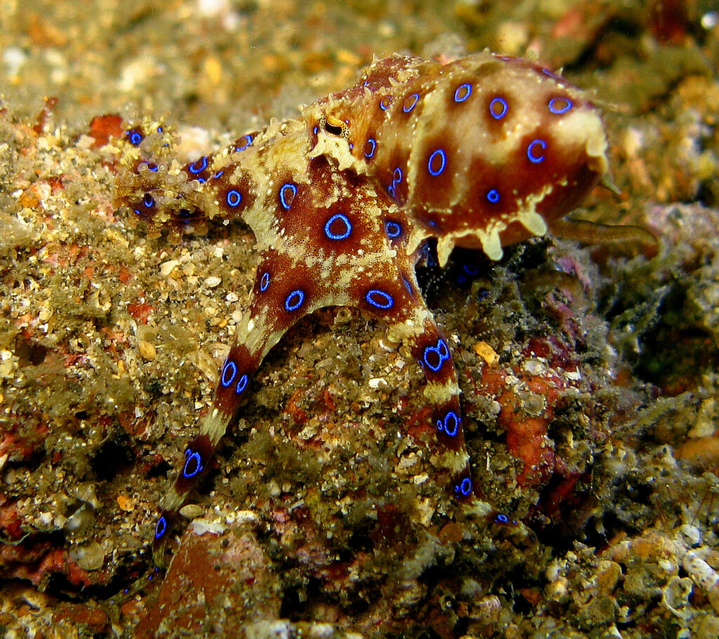 Blue Ringed octopuses are venomous