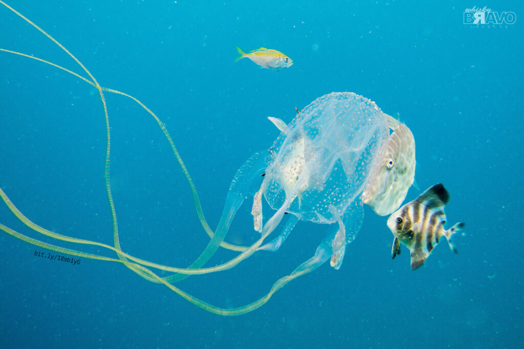 Venomous box jellyfish