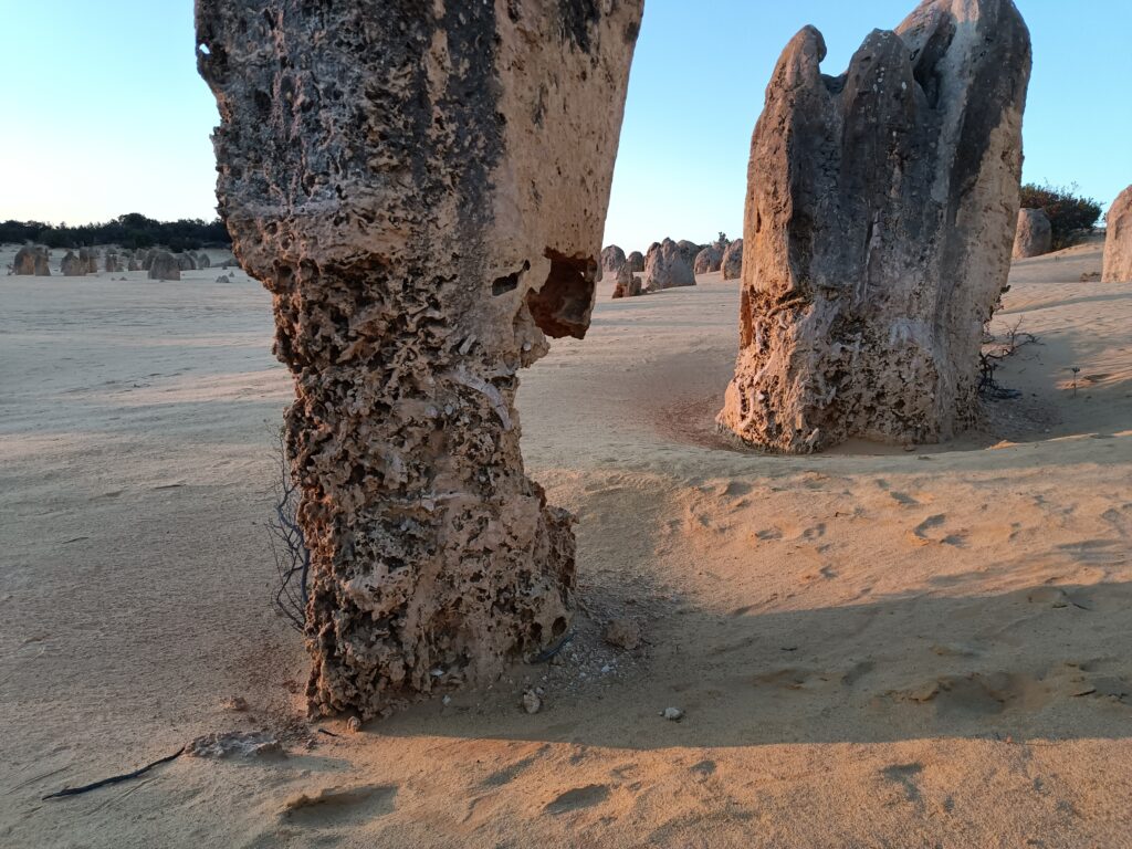 Shells and trees visible inside the pinnacles
