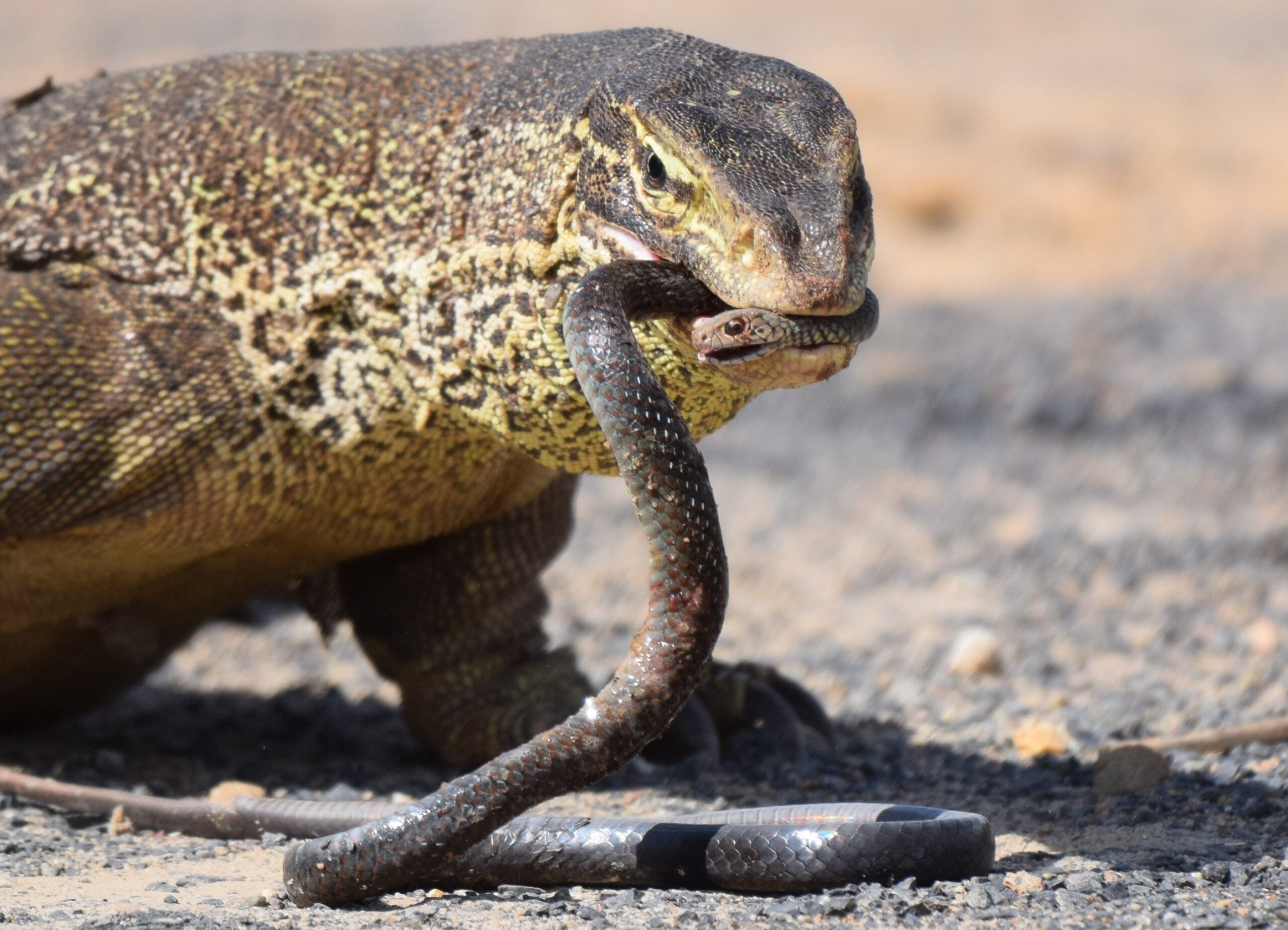Venom Wars: The Lizards and Snakes Fighting Through Evolution