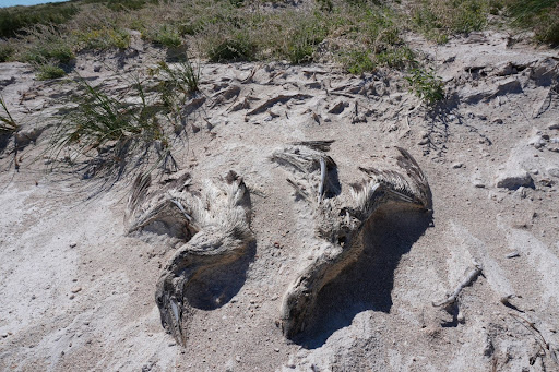 A mass grave of seabirds: True impact of Cyclone Ilsa on Bedout Island’s birds revealed