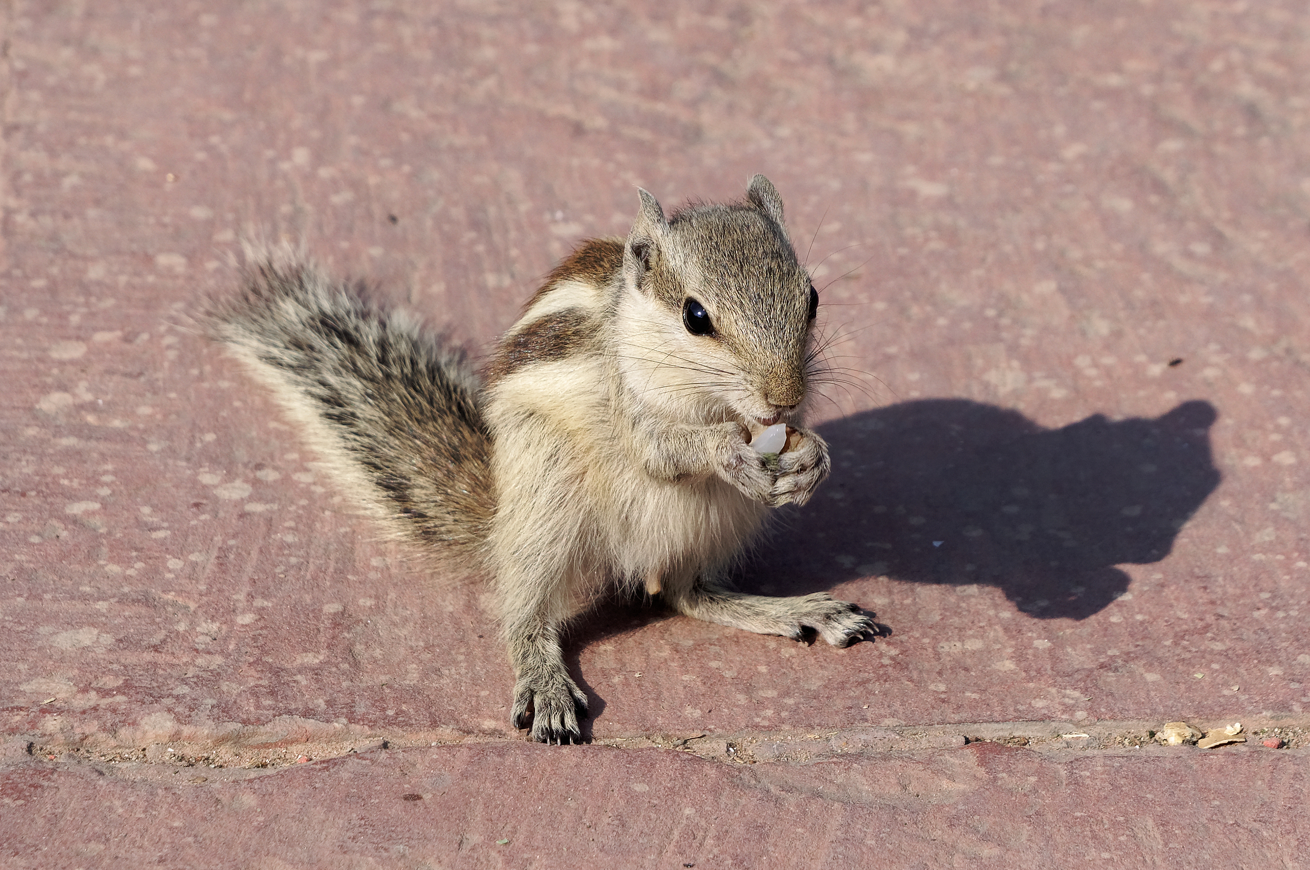 Cute and on the loose: a history of Perth Zoo’s squirrels