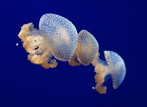 Particle 101: Sea Jellies
