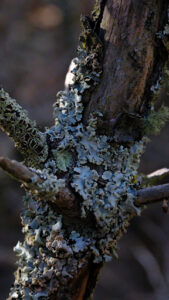 Particle 101: Lichens