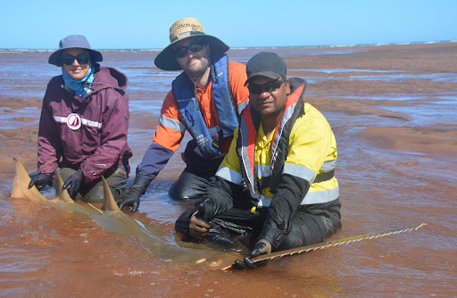 A closely guarded sawfish secret has been revealed