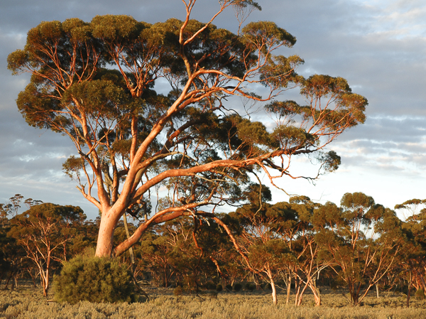 Gondwana Link: reconnecting nature and culture