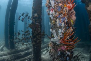 Cancer-curing Sea Sponges