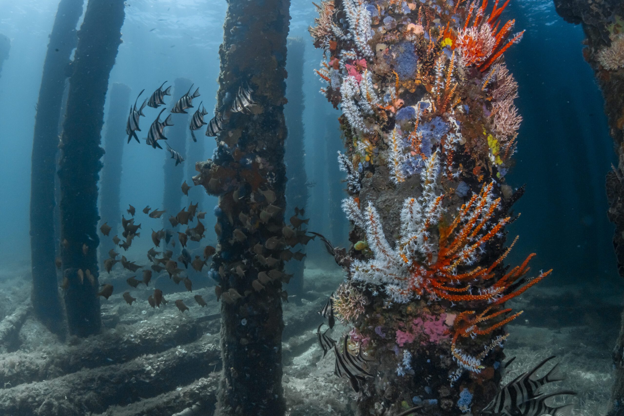 Cancer-curing Sea Sponges