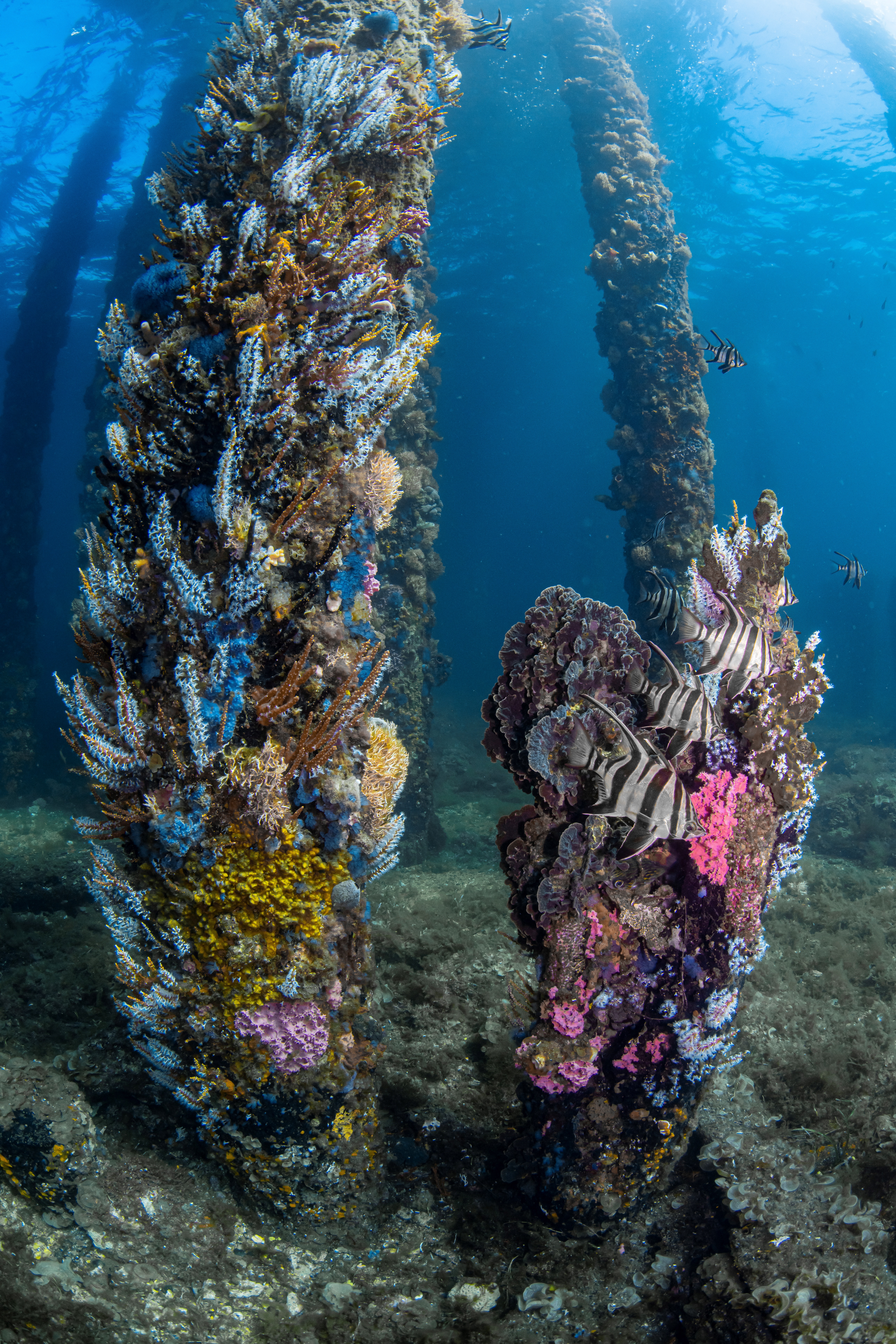 Sponges and coral use natural products to confer a chemical advantage – claiming space and preventing overgrowth 